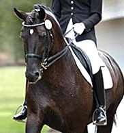 dressage