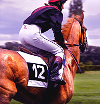 race horse